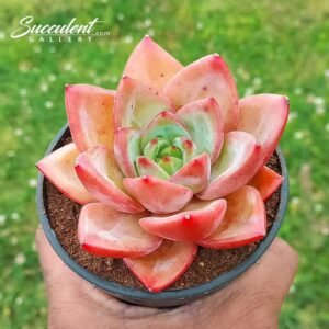 Echeveria ‘Sky Orange’ Hybrid-Imp