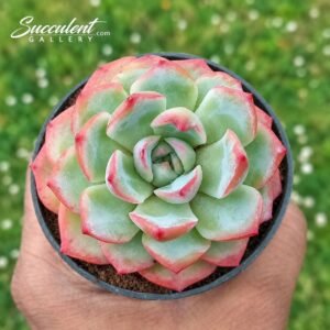 Echeveria ‘White Rose -Imp