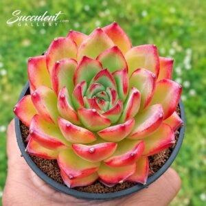 Echeveria ‘Yingli’ Hybrid-Imp