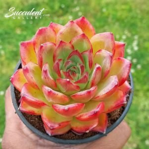 Echeveria ‘Yingli’ -Imp