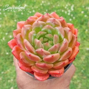 Echeveria Cuppuccino’ Imp
