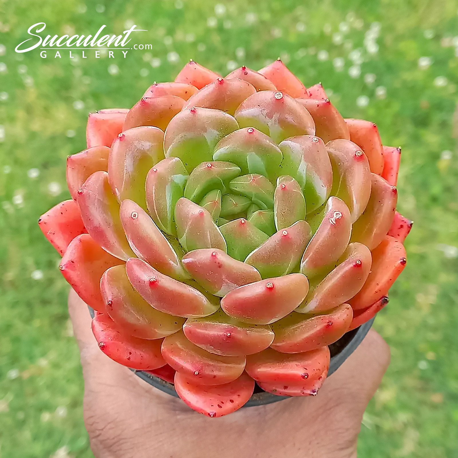 Echeveria-cuppuccino Echeveria' Cuppuccino'