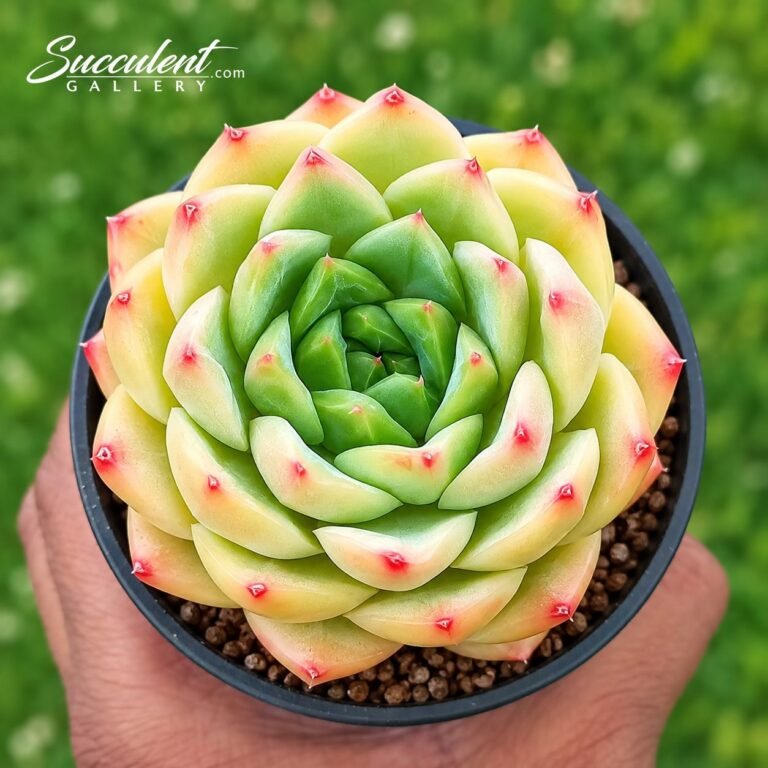 Imported Korean succulent available in India.