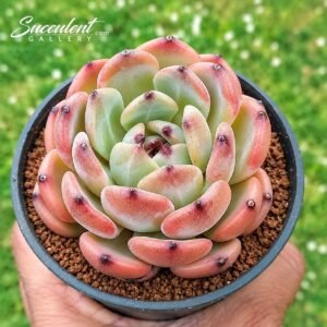 Echeveria ‘Purple castle’ Hybrid-Imp