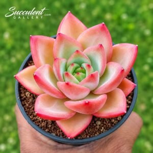 Echeveria ‘Sky Orange’ Hybrid-Imp