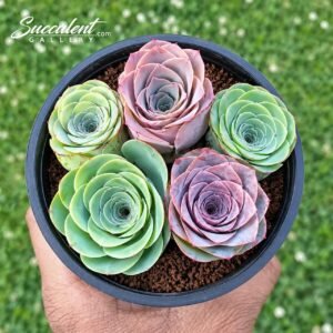Greenovia/ Mountain Rose bunch of 5 Plants-Imp