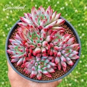 Graptoveria ‘Yuji Bauty’ Hybrid  large Pot-Imp