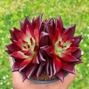 Agavoides Romeo Rubin Double head -Imp