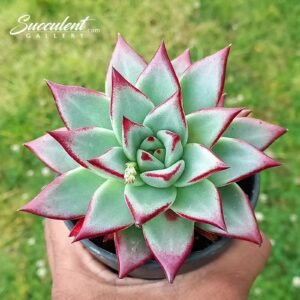 Echeveria Agavoides ‘Ebony’ Hybrid-Imp