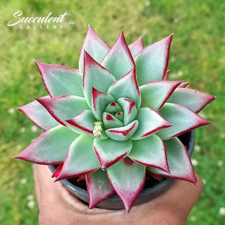 Echeveria Agavoides 'Ebony' imported Korean succulent plant available in India