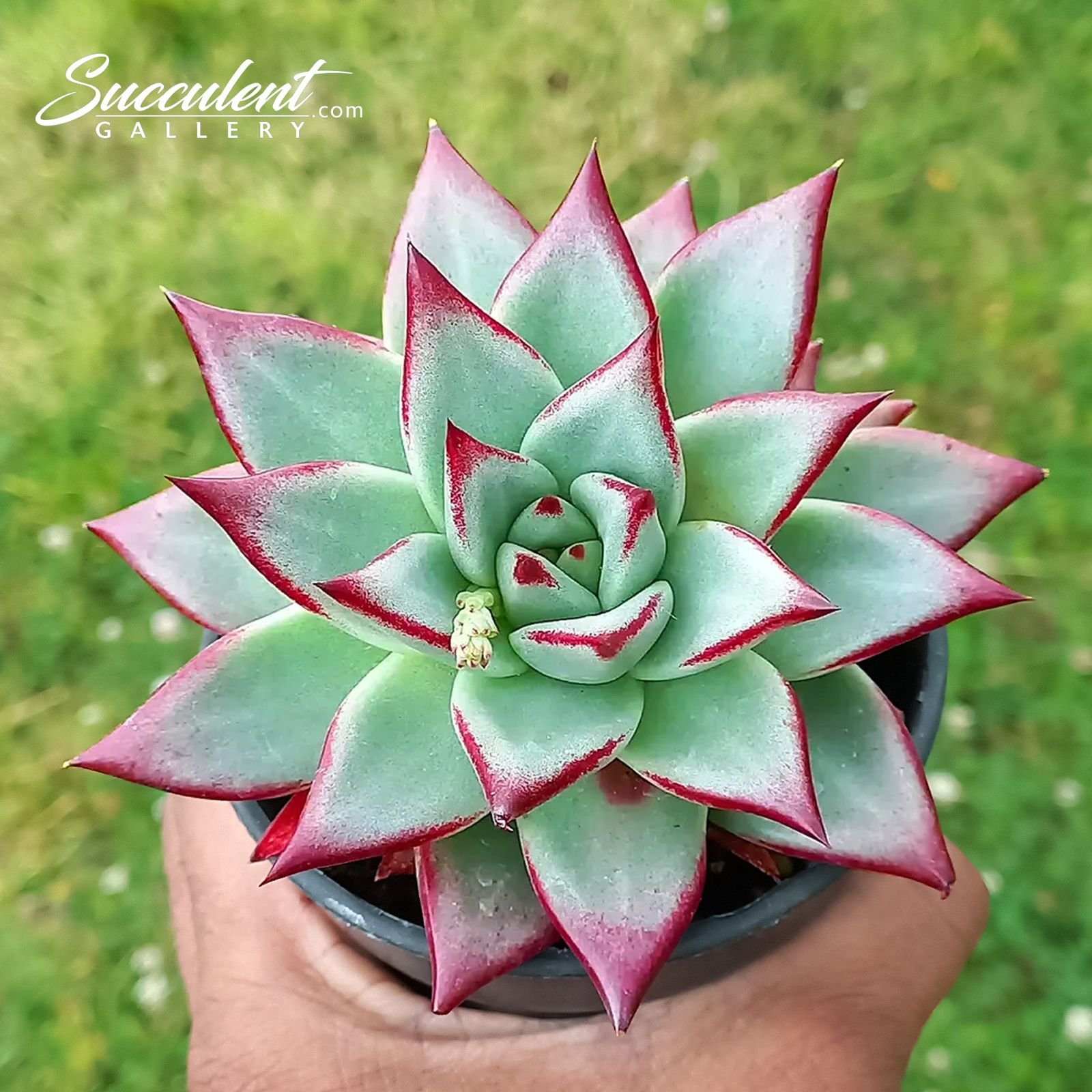 Echeveria Agavoides 'Ebony' – Imported Korean Succulent Echeveria Agavoides 'Ebony' imported Korean succulent plant available in India