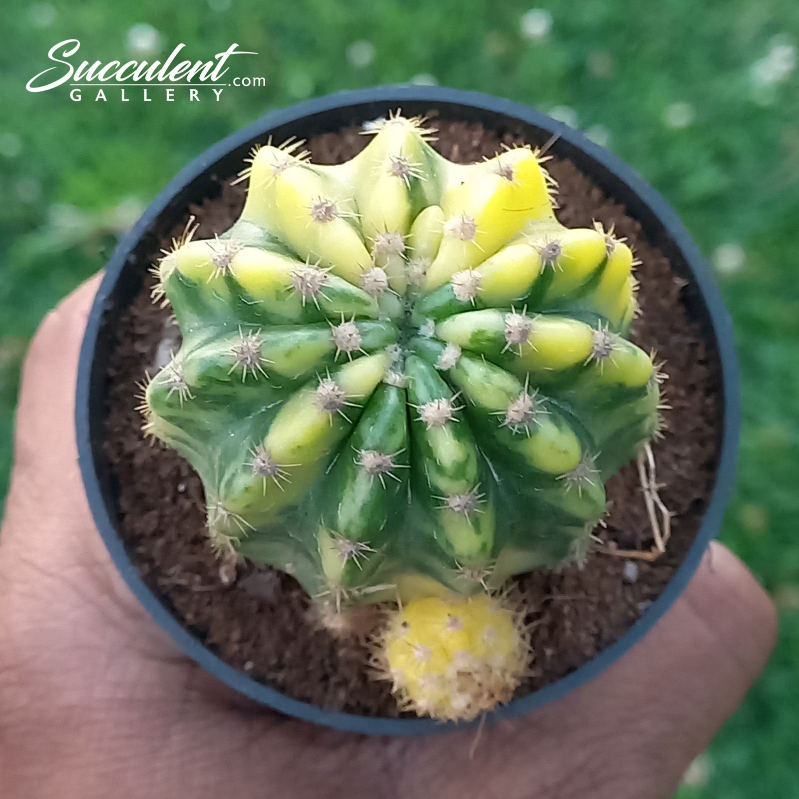 Echinopsis calochlora Inermis Variegated cactus Echinopsis calochlora Inermis Variegated cactus