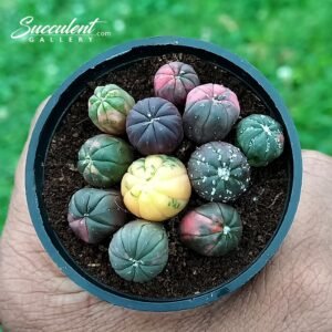 Exotic Variegated Astros-Imp